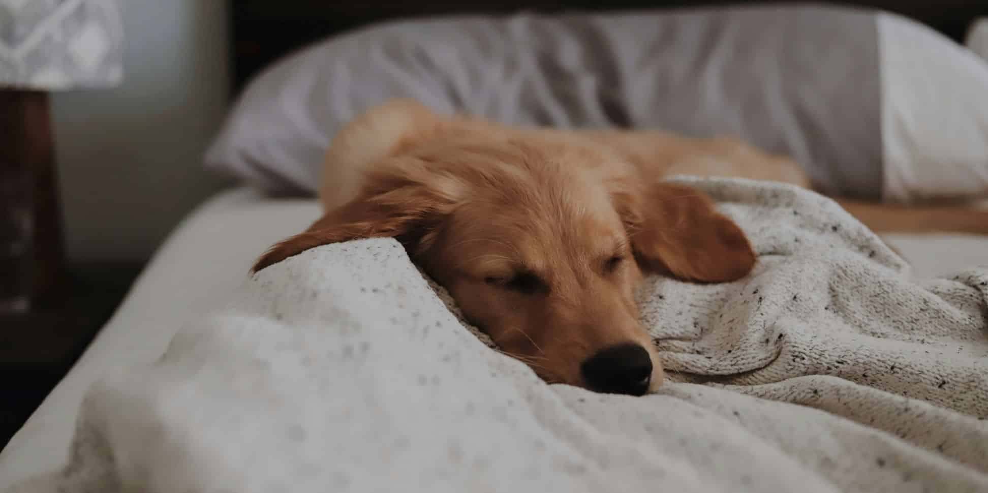 You are currently viewing The Dreamy Duo of Sleep Supplements (That Actually Work)